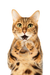 Surprised cat covering his mouth with his paws on a white background.
