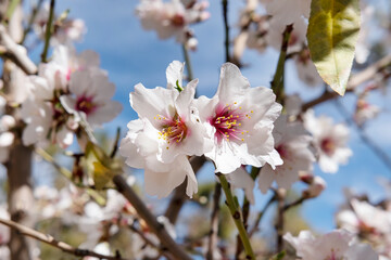 Heavy branches with lots blossomed flowers of the almond tree also known as Prunus dulcis or Prunus amygdalus, cultivated widely in some Mediterranean countries for its seeds generally labeled as nuts