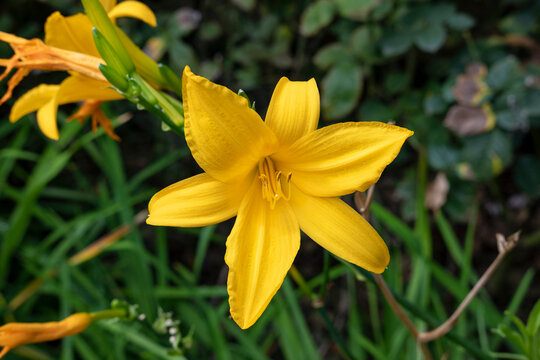 Vivid yellow daylily or lemon daylily, also known as Hemerocallis lilioasphodelus in the garden, trumpet-shaped, six-petaled flower often used as ornamental plant thanks to its beauty and adaptability