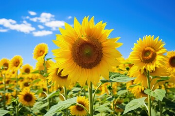 Fototapeta premium a vibrant field of sunflowers under a clear blue sky, generative ai
