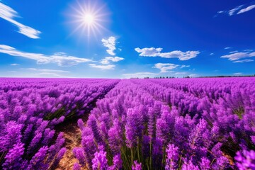 Fototapeta na wymiar an eye-level shot of a vibrant lavender field under a clear blue sunny sky, generative ai
