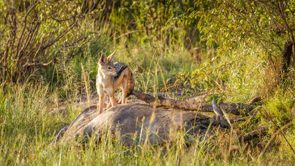 Black-backed jackal (Canis mesomelas) with kill, eating eland, Mara Naboisho Conservancy, Kenya.