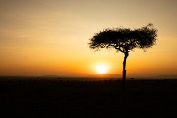 Panorama silhouette tree in africa with sunrise.Tree silhouetted against a setting sun.Dark tree on open field dramatic sunrise.Typical african sunset with acacia tree in Masai Mara, Kenya.