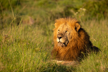 Naklejka na ściany i meble Male lion ( Panthera Leo Leo) enjoying the beautiful african sunrise, Mara Naboisho Conservancy, Kenya.