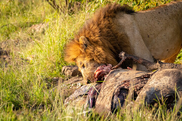 Male lion ( Panthera Leo Leo) with kill, lion eating eland, Mara Naboisho Conservancy, Kenya.