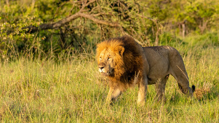 Male lion ( Panthera Leo Leo) walking in the beautiful african sunrise, Mara Naboisho Conservancy, Kenya.