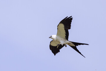 A swallow-tailed kite (Elanoides forficatus) in flight against a blue sky in Sarasota, Florida