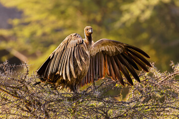 White-backed vulture (Gyps africanus) in a tree warming up, Mara Naboisho Conservancy, Kenya.