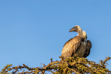 White-backed vulture (Gyps africanus) in a tree with blue sky, Mara Naboisho Conservancy, Kenya.