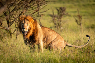 Male lion ( Panthera Leo Leo) pooping, Mara Naboisho Conservancy, Kenya. © Gunter