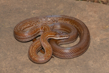Beautiful brown house snake (Boaedon capensis) on a rock	