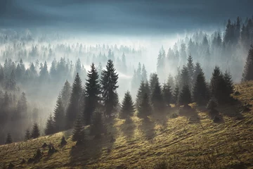 Tableaux ronds sur aluminium brossé Forêt dans le brouillard Foggy morning in Romania