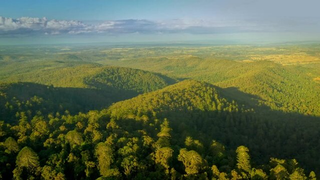 Bunya Mountains National Park in Queensland Australia, section of Great Dividing Range covered with ancient conifer rainforest, various timbers including red cedar, bunya pine and hoop pine. 