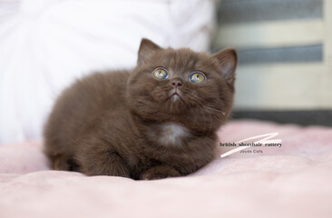 Luxus Katzen , Britisch Kurzhaar edel Kitten
