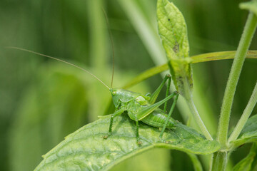 Heupferd im gr&uuml;nen Geb&uuml;sch
