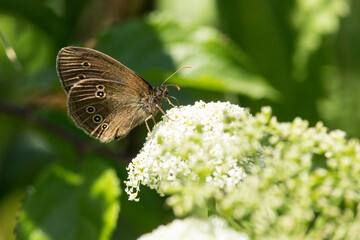 Brauner Waldvogel / Schmetterling auf einer weißen Blüte