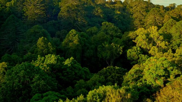 Bunya Mountains National Park in Queensland Australia, section of Great Dividing Range covered with ancient conifer rainforest, various timbers including red cedar, bunya pine and hoop pine. 