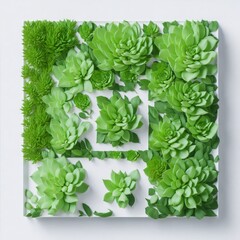 Frame of green succulent plants on white wall Beautiul bright green crassula succulents on white.