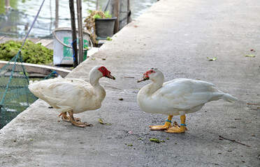Closeup of Dual of Musky duck or indoda, Barbary duck with red nasal corals, white duck with red nose face each other standing on cement road at Thailand.