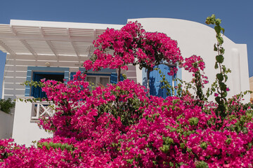 Beautiful purple red flowers bush over traditional white building in Santorini, Oia, Greece