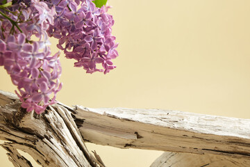lilac branch and podium from dry tree branch on beige background, mock-up background for product presentation