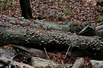 Close-up of Colorful many Wild Mushrooms Growing on the ground above the trees in the forest at Thailand.