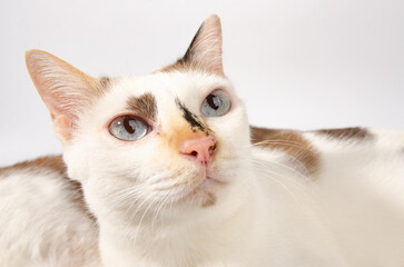 cute cat on white background