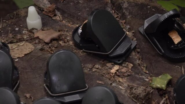 Installing mousetraps. Traps for rodents, mice, rats. High quality FullHD footage