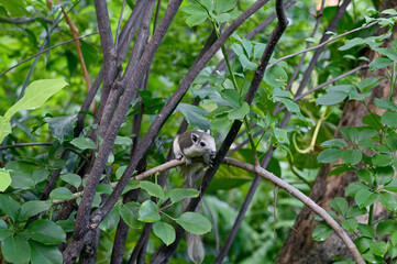 A small gray squirrel Climbing on a tree in the park with natural background at Thailand.