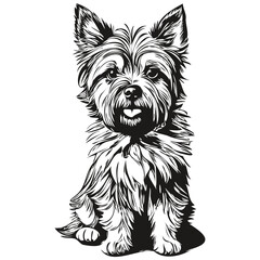 Cairn Terrier dog vector graphics, hand drawn pencil animal line illustration realistic breed pet