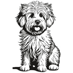 Coton de Tulear dog head line drawing vector,hand drawn illustration with transparent background realistic breed pet