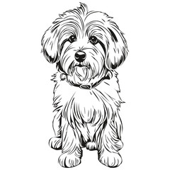 Coton de Tulear dog vector face drawing portrait, sketch vintage style transparent background
