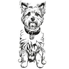 Dandie Dinmont Terriers dog vector graphics, hand drawn pencil animal line illustration