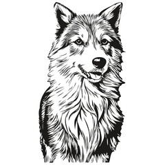 Icelandic Sheepdog dog realistic pet illustration, hand drawing face black and white vector realistic breed pet