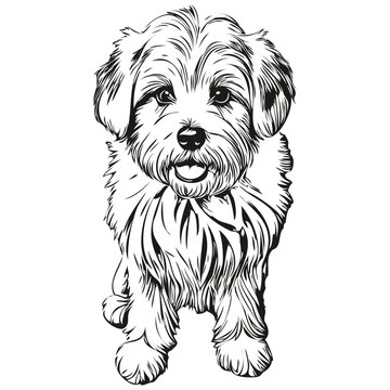 Coton de Tulear dog pet silhouette, animal line illustration hand drawn black and white vector sketch drawing