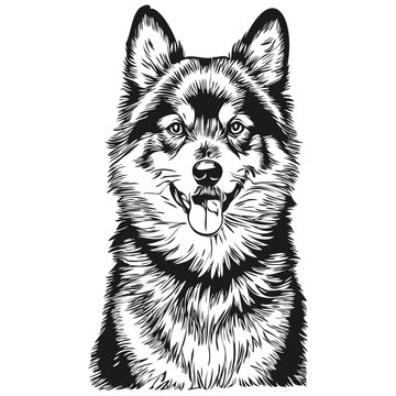 Finnish Lapphund dog realistic pencil drawing in vector, line art illustration of dog face black and white