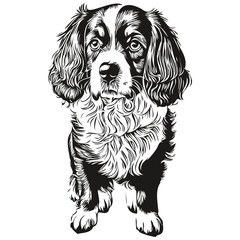 Spaniel Boykin dog pet sketch illustration, black and white engraving vector