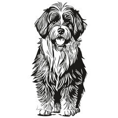 Tibetan Terrier dog vector face drawing portrait, sketch vintage style transparent background realistic breed pet