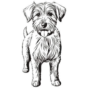 Sealyham Terrier dog realistic pencil drawing in vector, line art illustration of dog face black and white