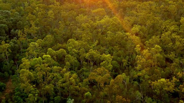 Aerial view ti the australian forest, green canopy tree in Australia, evening or morning sun, suset or sunrise above the forest.