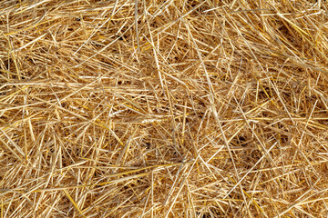 Straw Hay Texture