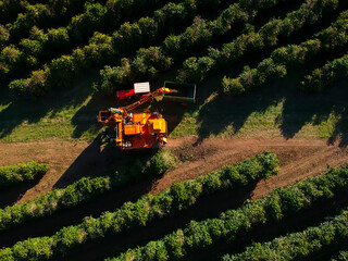 Aerial view of coffee mechanized harvesting in Brazil.