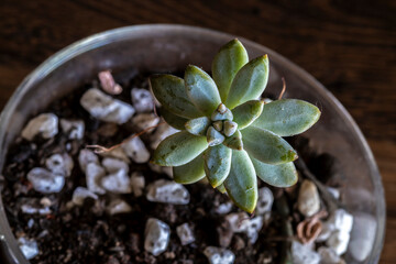 Closeup image of Jelly beans sedum cactus or Sedum pachyphyllum in little vase with wooden tabel background in Brazil