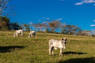 Vacas da raça zebuína Nelore, em uma área de pastagem de uma fazenda para pecuária bovina de corte, no município de Vera Cruz, SP.