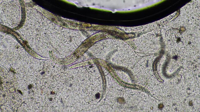 nematode microorganisms in a soil sample