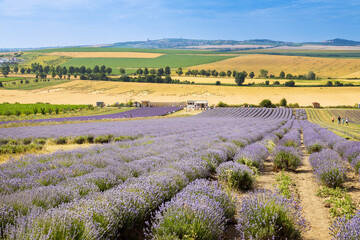 Fototapeta na wymiar Lavender farm Starovicky village, South Moravia, Czech republic