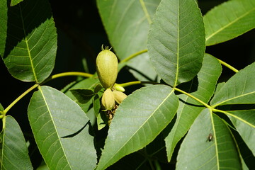Obraz premium Carya ovata, the shagbark hickory, in autumn. Juglandaceae family.