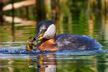 Red-necked grebe (Podiceps grisegena)
