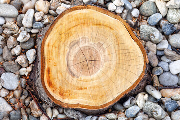 Fototapeta na wymiar Tree stump on the pebble beach, closeup of photo