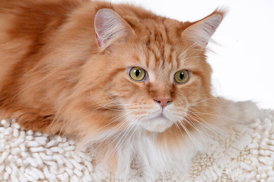 Orange Maine Coon cat looking portrait studio shot on isolated white background photograph.